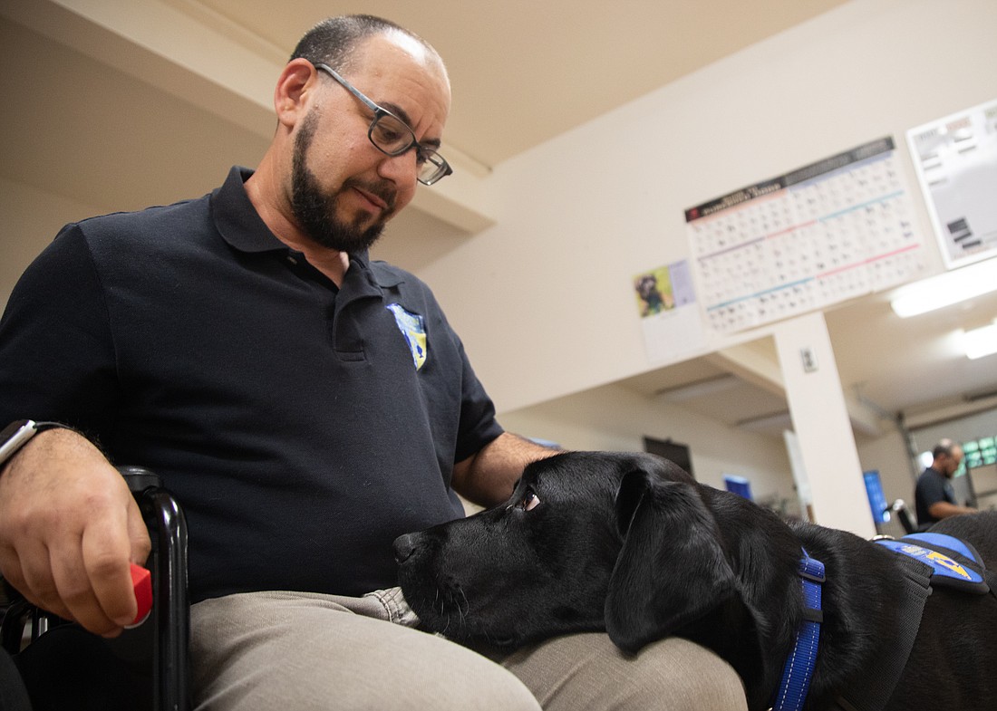 Ace follows the "visit" cue and places his head on trainer Shawn Crincoli's lap at the Brigadoon Service Dogs training facility in Bellingham on Tuesday, July 25. Ace, who will be 2 years old in August, is in the advanced portion of his training.