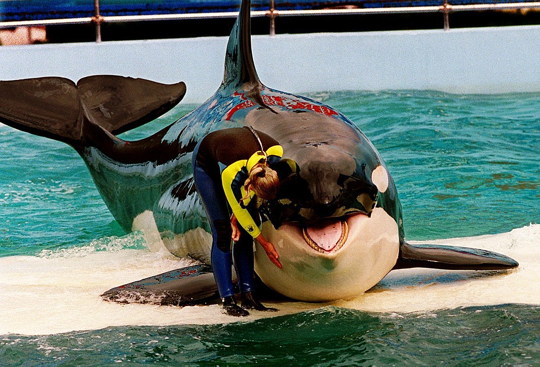In this March 9, 1995 file photo, trainer Marcia Hinton pets Tokitae, a captive whale, during a performance at the Miami Seaquarium in Miami. The orca died suddenly on Aug, 18, 2023 and her ashes are being returned to Washington state.