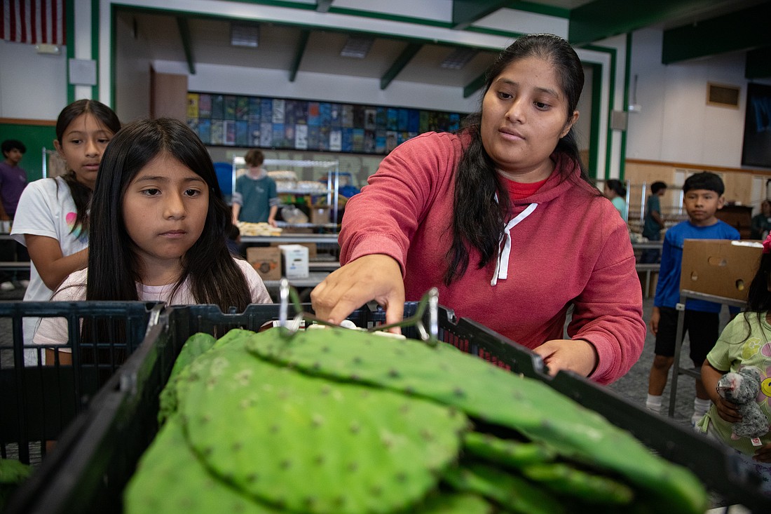 A family grabs nopal cactus leaves at the Agape Service Project's pop-up summer food bank Wednesday, July 26 at the Lynden School District office. The food bank serves many migrant and resident farmworkers of Whatcom County, and offers culturally appropriate food.