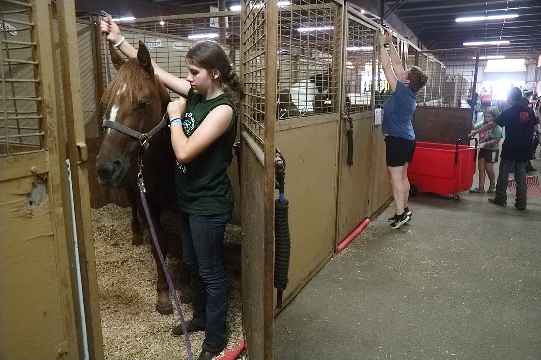 4-H clubber Emma Richardson, 14, bridles her horse, Wisdom, while her mom, Shannon, tears down decorations in the horse barn on Monday, Aug. 14, at the Northwest Washington Fair. Emma’s aunt, Clara Didonato, saved Wisdom from a slaughterhouse and rode her when she was in 4-H.