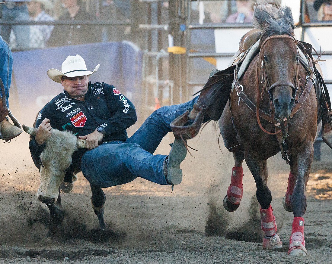 Reaching for the horns, Dakota Eldridge wrestles a steer during the Lynden PRCA Rodeo Tuesday, Aug. 15, in the event's second night at the Northwest Washington Fair.