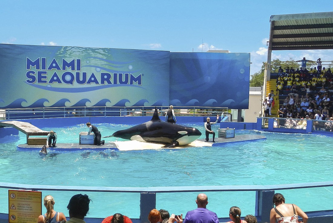 Tokitae, the famed Southern Resident orca in captivity at the Miami Seaquarium, died Friday, Aug. 18.