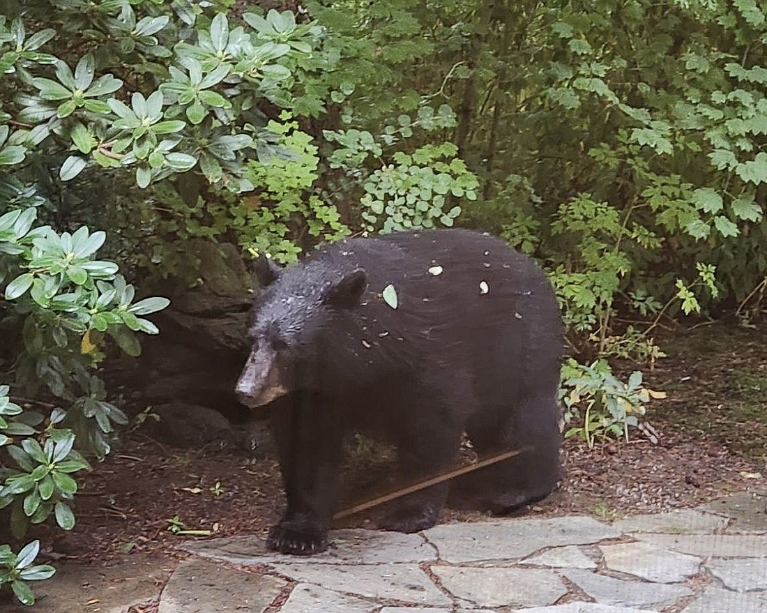 Three bears recently visited Lynnea Flarry's patio in Whatcom County.