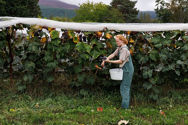 Honeycrisp Apple Tree  Cloud Mountain Farm Center & Nursery