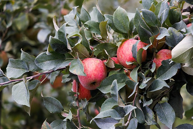 Honeycrisp Apple Tree  Cloud Mountain Farm Center & Nursery