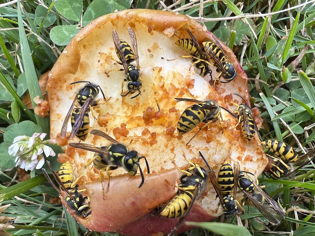Eastern yellow jacket wasps eat apples that have fallen from an apple tree Sept. 9 in Toronto, Ontario, Canada. Yellow jackets are scavengers on the hunt for meat and sweet liquids and begin to starve to death in autumn because their food sources disappear when temperatures plummet.