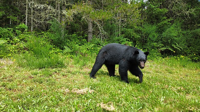 WDFW offers advice for co-existing with bear populations this fall