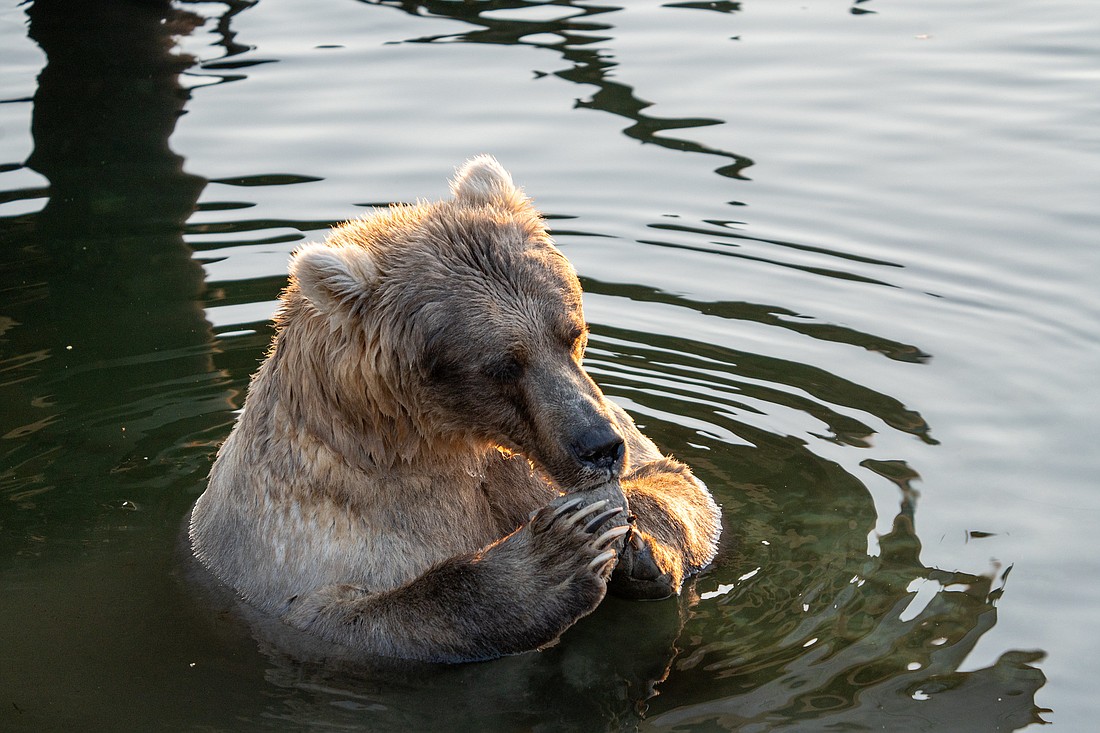 Fat Bear Week: Alaska's brown bears, in photos - The Washington Post