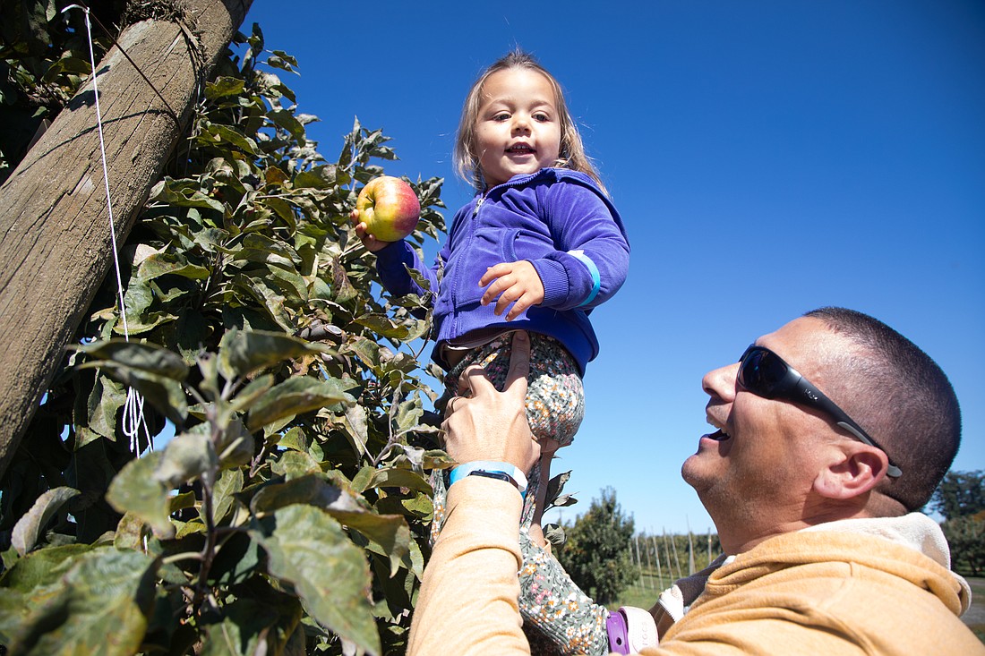 Cosmic Crisp Dried Apple Slices - Tree Top