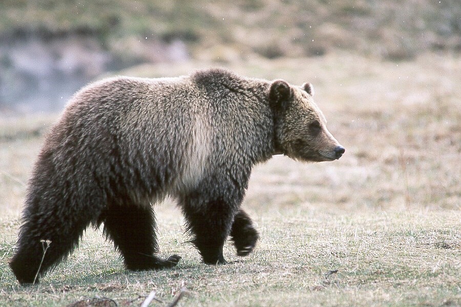 A grizzly bear strolls through grassland in Yellowstone National Park. The species being considered for relocation to the North Cascades should be welcomed back, guest writer Jason Mark argues.