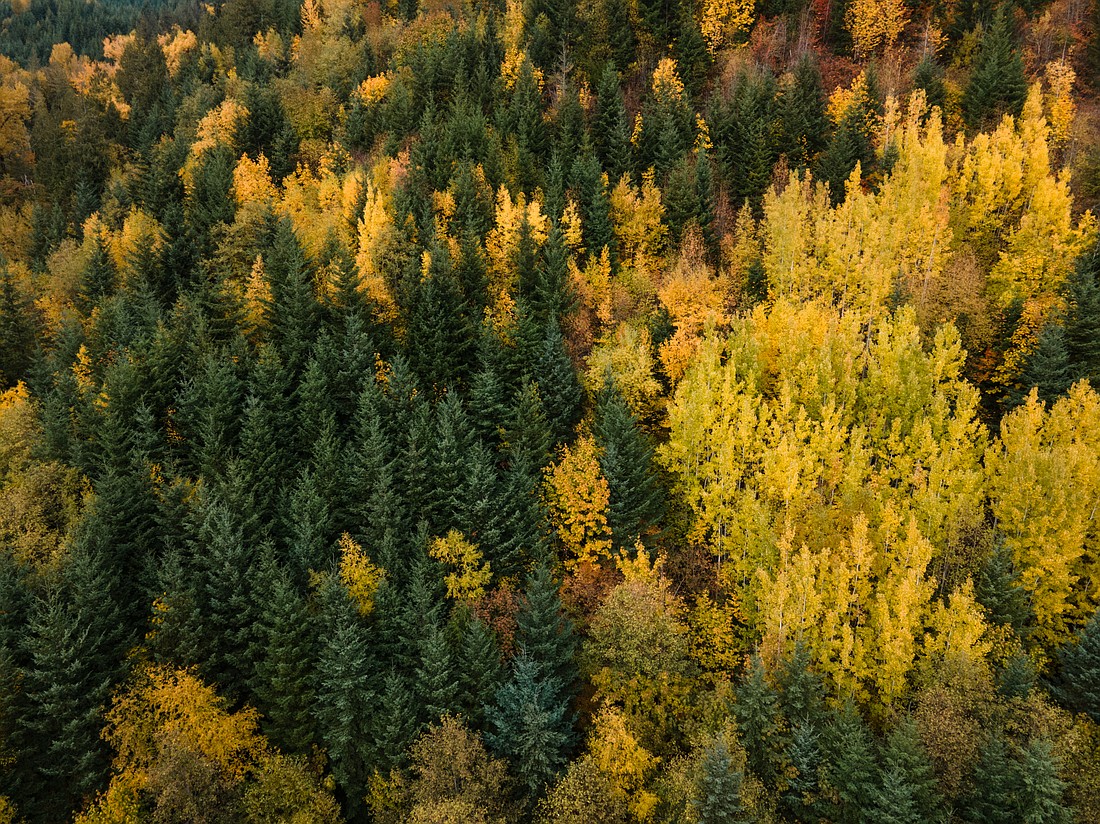 Deciduous trees glow yellow amid the evergreen trees near Deming on Nov. 3.