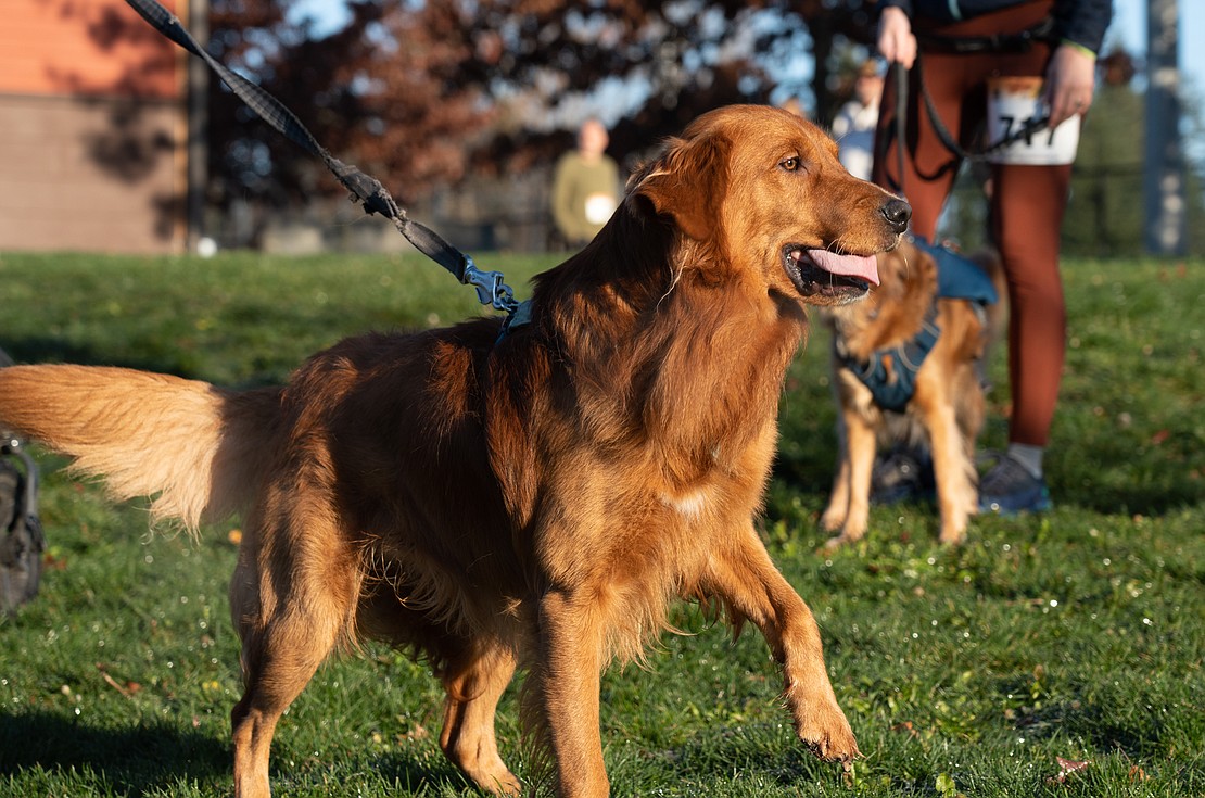 Arlo the golden retriever, looked after by Becky Knight, is eager to get his run in.